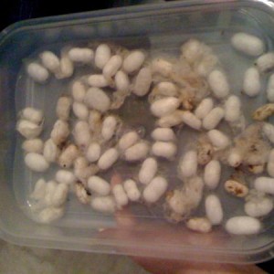 Silkworms