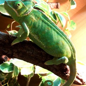 Female C. calyptratus calcarifer