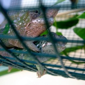 mating