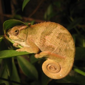 West Usambara 2-horned chameleons
