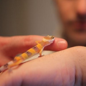 Tango my gecko