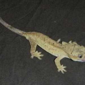 Cadbury (crested gecko)