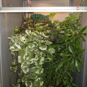 New Cage Plants