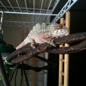 Kirby Kammer 3-4 months