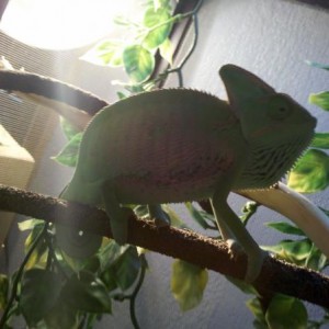Chilling/Sleeping
