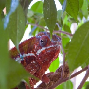 Reptiles 1