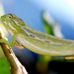 Bradypodion pumilum