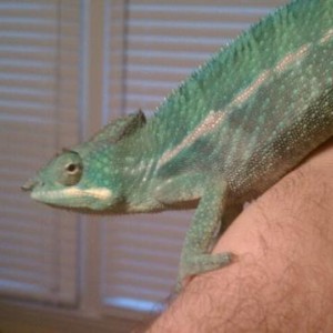 Ambanjas... 1st few days..