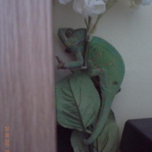 Dolly the little green monster
