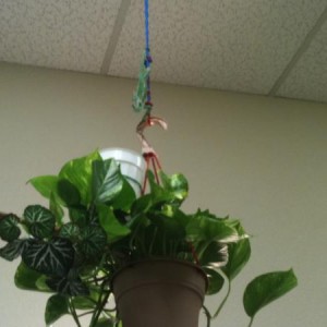 Yoda's Home