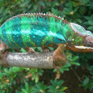 Ambilobe - Sir Gal-A-Had