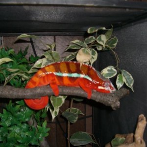 Ambilobe - Belphegor