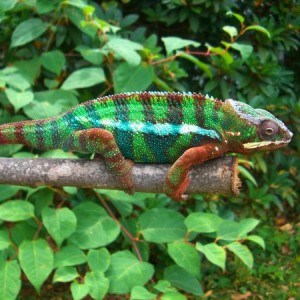 Ambilobe - Sir Lance-A-Lot