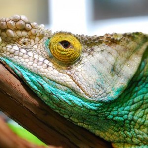 Padre My Parsonii 5/8/09 to 9/17/12