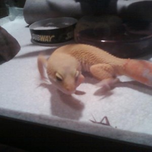 my leopard gecko