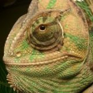 Rango