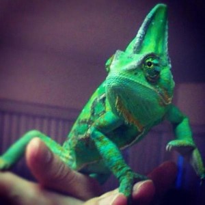 Kreacher