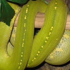 Greenhornet!