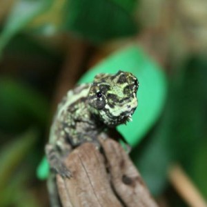 Trioceros Quadricoris