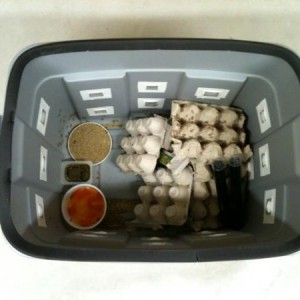 Cricket keeping bins