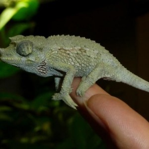 jacksonii xantholophus