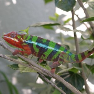 Kruiser 18 sept 2011