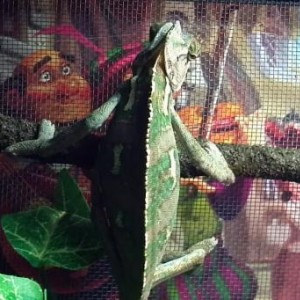 My veiled cham pascal