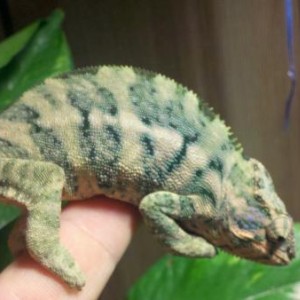 Female from Greaseball