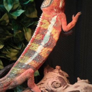 Zeekler aka Zeke :)