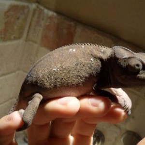 New female Ambilobe panther chameleon acquired on 8/23/11
