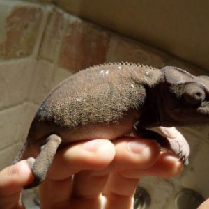 New female Ambilobe panther chameleon acquired on 8/23/11