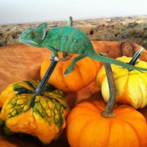 Rango