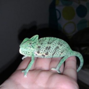 Lilly