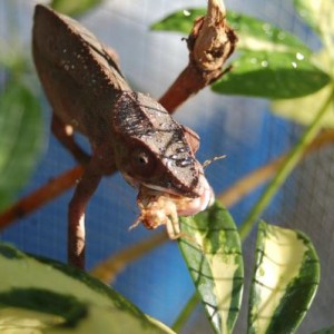 Dave my female ambanja