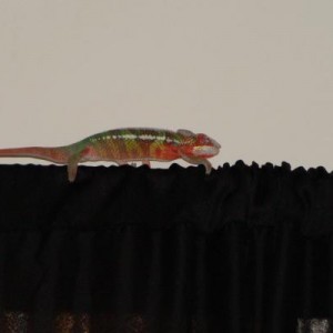 Giggity's big escape