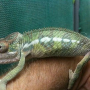 My Panther Chameleon TRIX