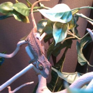 My Jackson Chameleons
