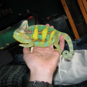 random pics