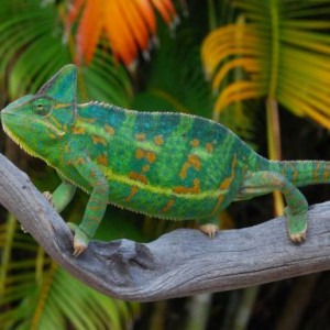 Sadie Baby my little angel 12/7/11 to 7/21/13