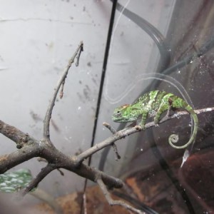 Kinyongia Chameleons