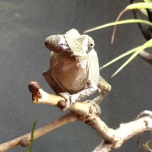 Pygmy chameleons (R. brevicaudatus)