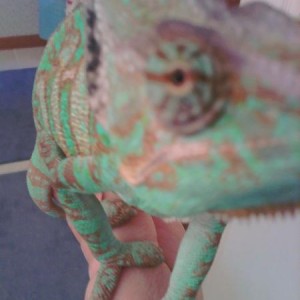 Pascal :)