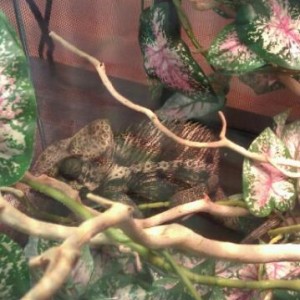 Reptile Expos & Stores
