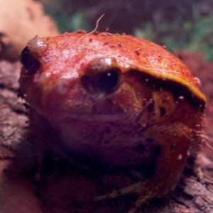 My Frogs :)