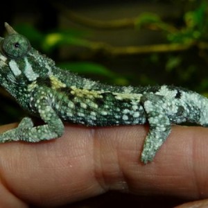 jacksonii jacksonii babies