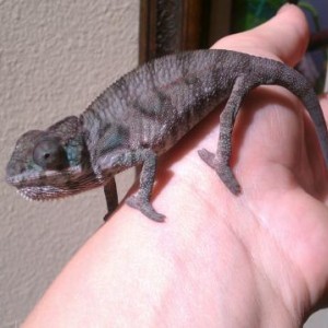 My little guy, Haven't thought of a name yet..