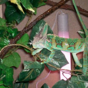 chameleo