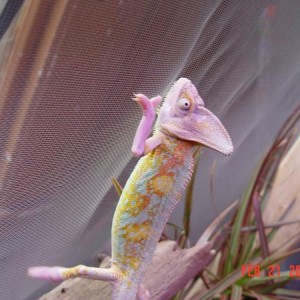 Our High Translucent Veil male, Sweeney