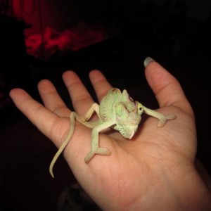 Lucky the petco veiled