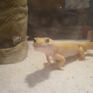 Other lizards